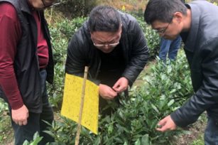 南京国环参加安徽省黄山区有机茶生产技术培训会