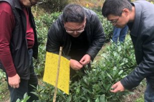 南京国环参加安徽省黄山区有机茶生产技术培训会