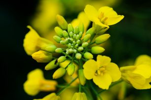 2022年油菜主要病虫害防控技术方案