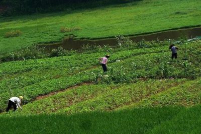 中医农业展望：替代化学农业，超越有机农业